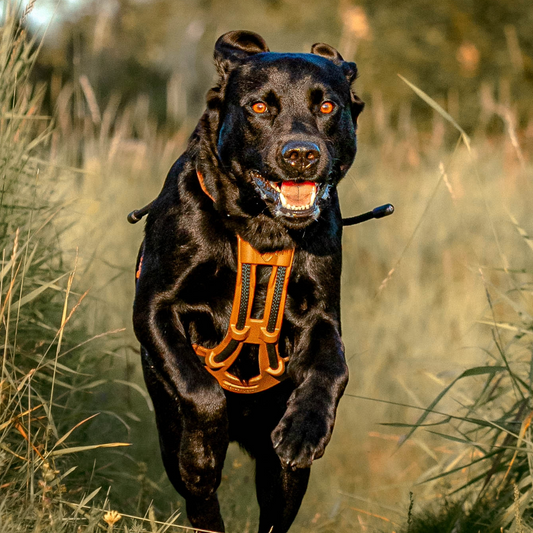 How to choose a dog harness for active use