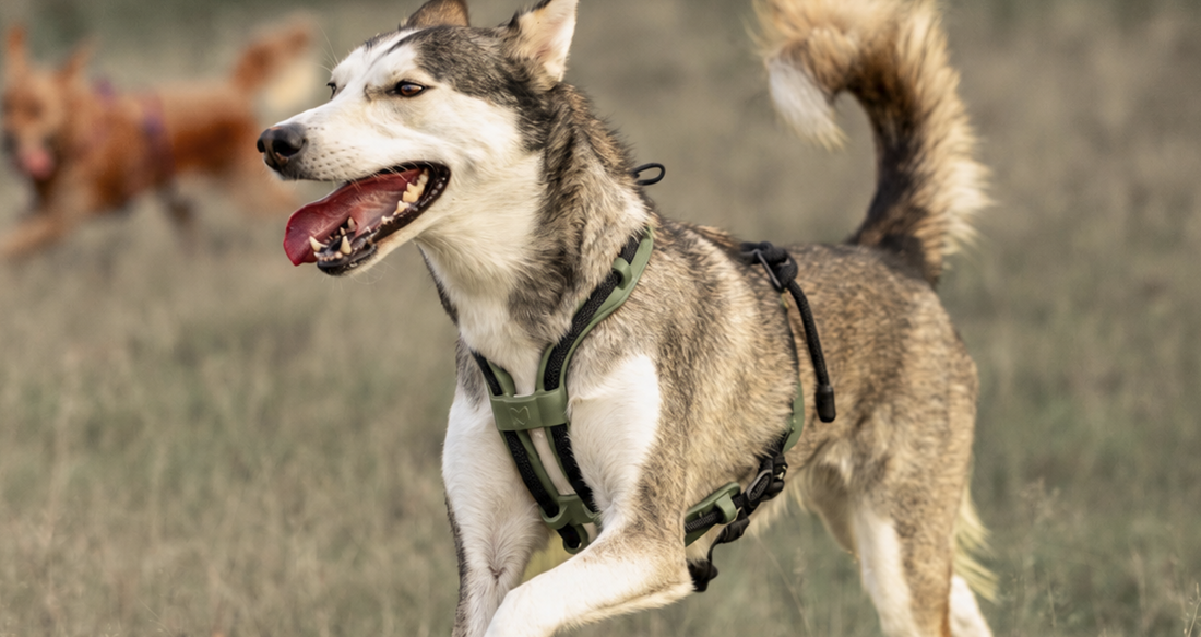 Husky running in an army green MEGIN harness