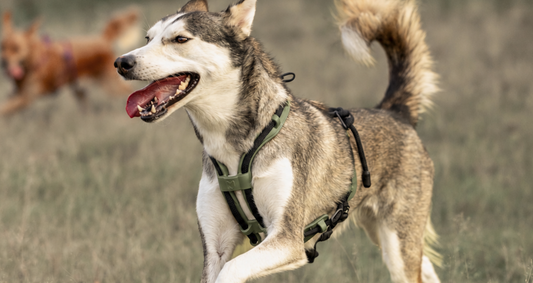 Husky running in an army green MEGIN harness