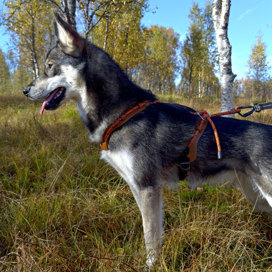 Husky wearing a MEGIN harness