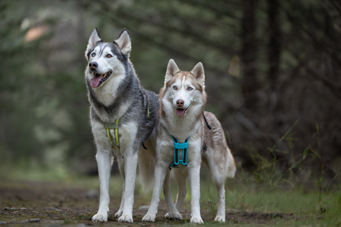 Two huskies wearing a MEGIN harness in the woods