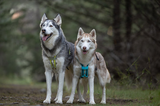 Two huskies wearing a MEGIN harness in the woods