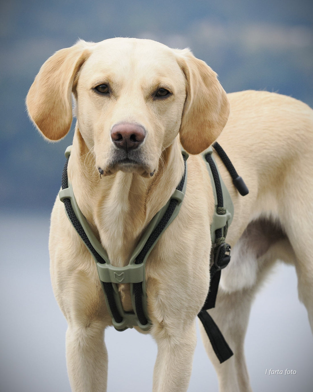 Working line light Labrador wearing the MEGIN harness