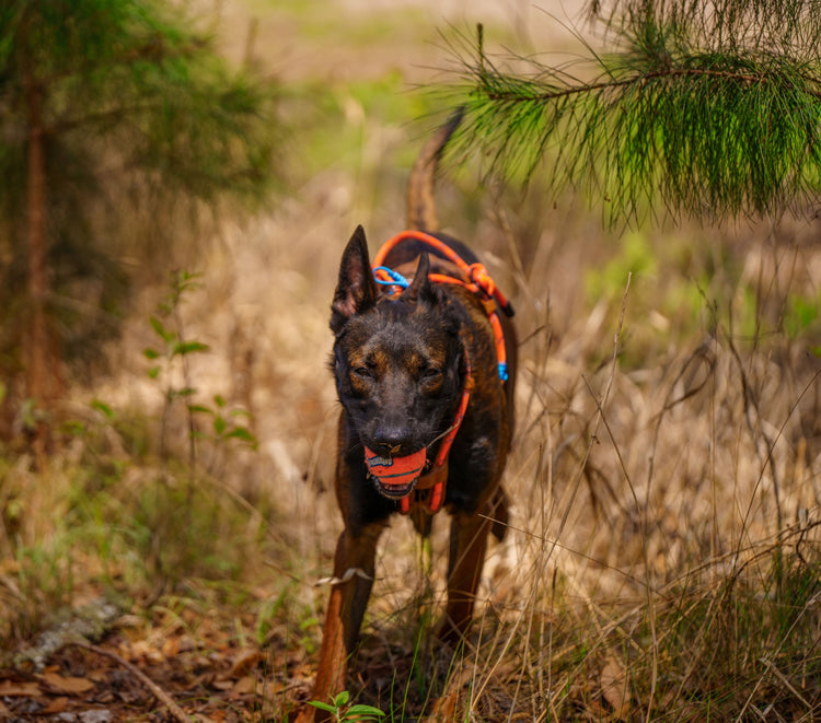All Dog Harnesses