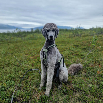 MEGIN Multisport Custom