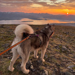 MEGIN Multisport Custom