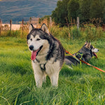 MEGIN Multisport Custom