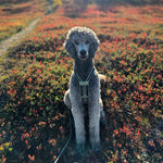 MEGIN Multisport Custom