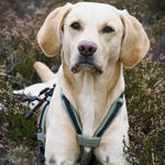 MEGIN Multisport Custom