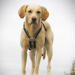 MEGIN Multisport Custom