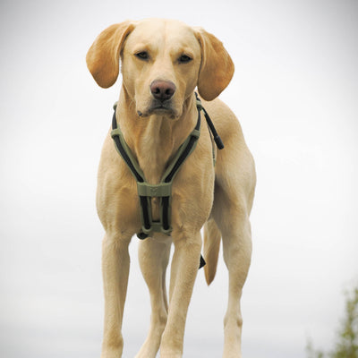 MEGIN Multisport Custom