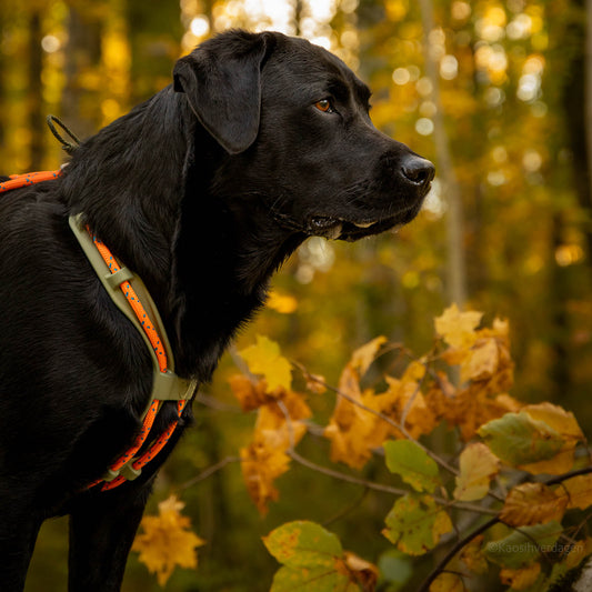 MEGIN multisport design din egen