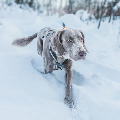 Trine Ultimate Edition Potevoksstift – Ekstrem vinterbeskyttelse for hundepoter