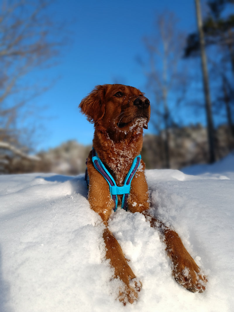 Pressure-molded panels